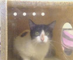 Shelter Stray Female Cat last seen BLUE OAK DR/WALNUT AVE, ORANGEVALE CA 95662, Sacramento, CA 95827