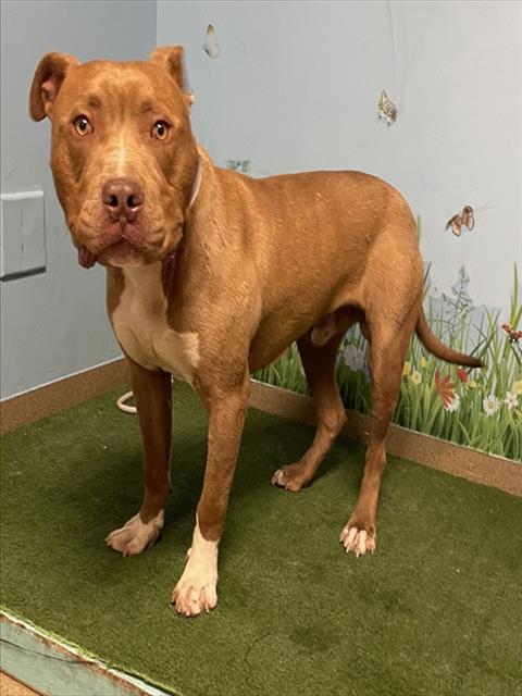 Shelter Stray Male Dog last seen , Lake Los Angeles, CA 93550
