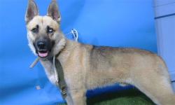 Shelter Stray Male Dog last seen , Gardena, CA 90248
