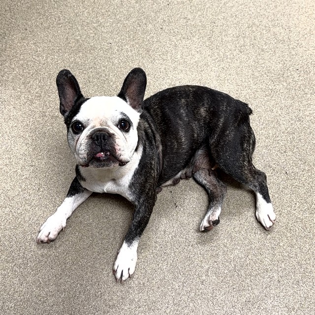 Shelter Stray Female Dog last seen , Lake Los Angeles, CA 93550