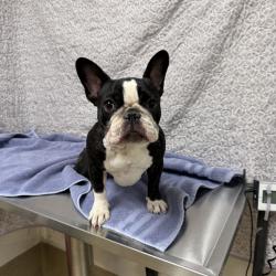 Shelter Stray Female Dog last seen , Lake Los Angeles, CA 93550