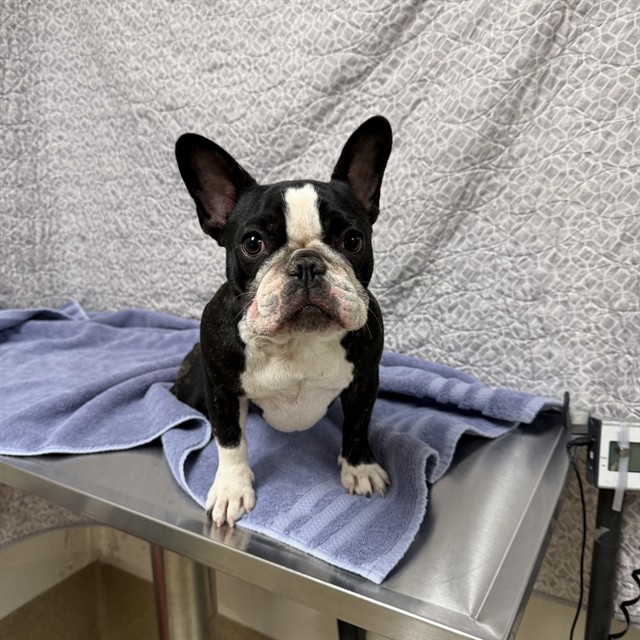Shelter Stray Female Dog last seen , Lake Los Angeles, CA 93550