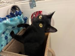 Shelter Stray Female Cat last seen Near BLOCK 178TH PL NE, WOODINVILLE WA 98072, Kent, WA 98032