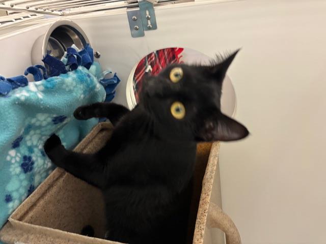Shelter Stray Female Cat last seen Near BLOCK 178TH PL NE, WOODINVILLE WA 98072, Kent, WA 98032