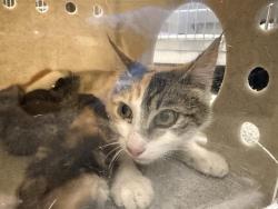 Shelter Stray Female Cat last seen Near BLOCK 128TH PL SE, KENT WA 98030, Kent, WA 98032