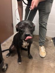 Shelter Stray Male Dog last seen SWITZER, Olivette, MO 63132
