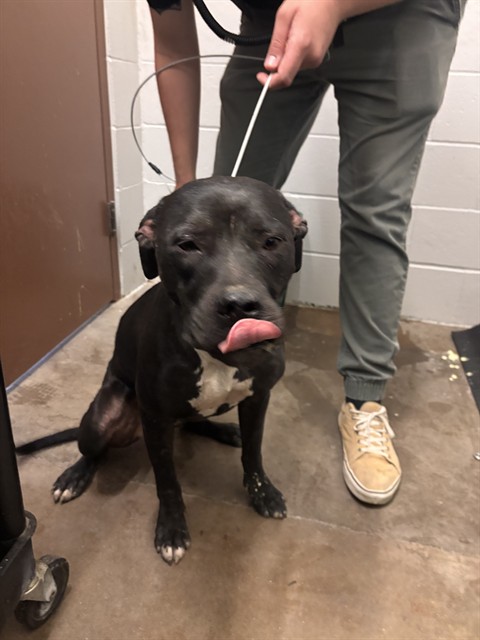 Shelter Stray Male Dog last seen SWITZER,, Olivette, MO 63132