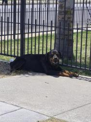 Shelter Stray Female Dog last seen DOLORES ST / GAGE ST , BAKERSFIELD CA, Bakersfield, CA 93307