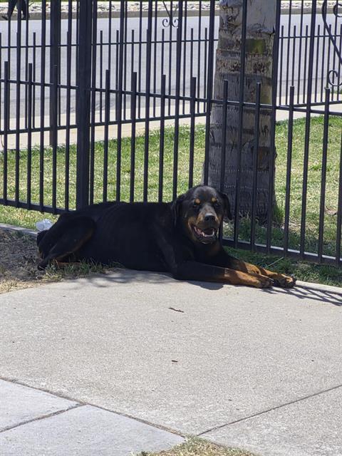 Shelter Stray Female Dog last seen DOLORES ST / GAGE ST , BAKERSFIELD CA, Bakersfield, CA 93307