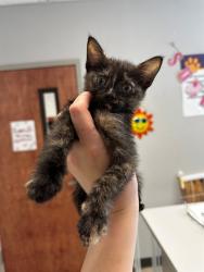 Shelter Stray Female Cat last seen NEW HALLS FERRY/HAMBLETONIAN,63033, Olivette, MO 63132