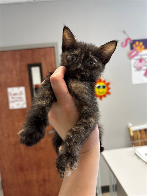 Shelter Stray Female Cat last seen NEW HALLS FERRY/HAMBLETONIAN,63033, Olivette, MO 63132