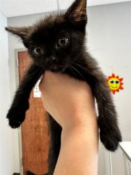 Shelter Stray Male Cat last seen HAMBLETONIAN/NEW HALLS FERRY,63033, Olivette, MO 63132