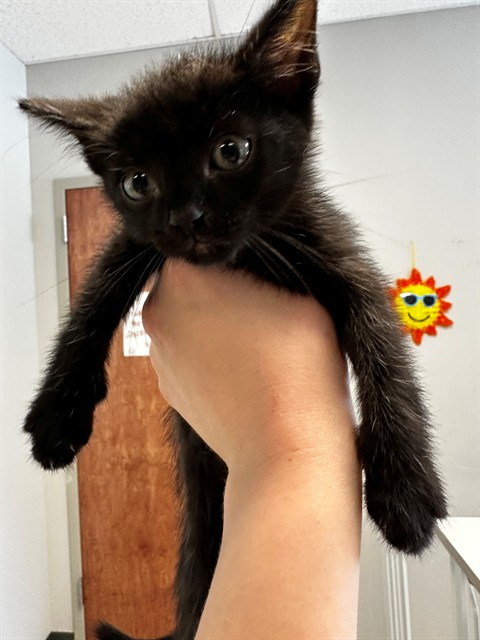 Shelter Stray Male Cat last seen HAMBLETONIAN/NEW HALLS FERRY,63033, Olivette, MO 63132