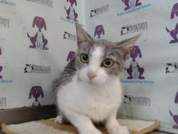 Shelter Stray Female Cat last seen , Orlando, FL 32839