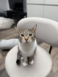 Lost Male Cat last seen Park , South Gloucestershire, England BS16