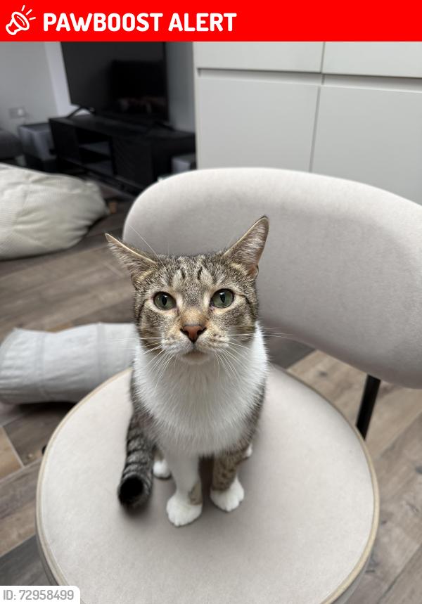 Lost Male Cat last seen Park , South Gloucestershire, England BS16