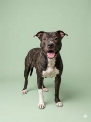 Shelter Stray Male Dog last seen BEACH BLVD AND KERNAN BLVD, Jacksonville, FL 32204