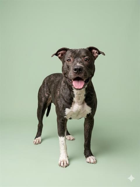 Shelter Stray Male Dog last seen BEACH BLVD AND KERNAN BLVD, Jacksonville, FL 32204