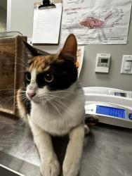 Shelter Stray Female Cat last seen Near BLOCK PACHEA TRL, HEMET CA 92544, San Jacinto, CA 92582