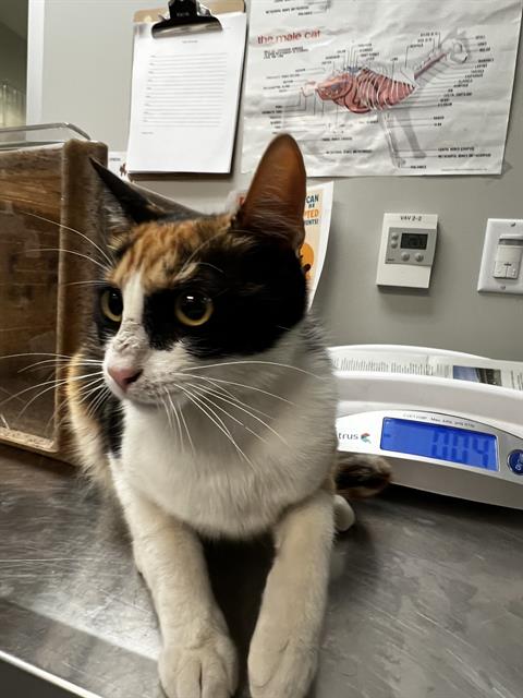 Shelter Stray Female Cat last seen Near BLOCK PACHEA TRL, HEMET CA 92544, San Jacinto, CA 92582