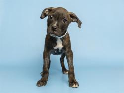 Shelter Stray Male Dog last seen 55TH ST AND VAN BUREN, Phoenix, AZ 85008