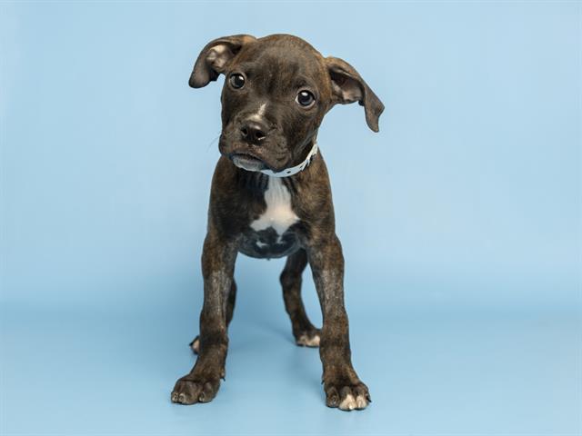 Shelter Stray Male Dog last seen 55TH ST AND VAN BUREN, Phoenix, AZ 85008