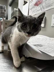 Shelter Stray Female Cat last seen Near BLOCK PACHEA TRL, HEMET CA 92544, San Jacinto, CA 92582