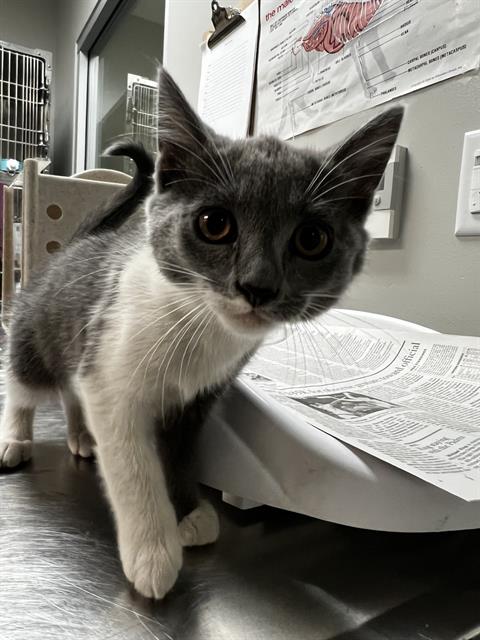 Shelter Stray Female Cat last seen Near BLOCK PACHEA TRL, HEMET CA 92544, San Jacinto, CA 92582