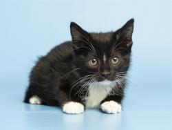 Shelter Stray Female Cat last seen 75AVE AND LOWER BUCKEYE RD, Phoenix, AZ 85008