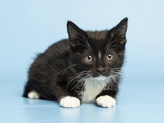 Shelter Stray Female Cat last seen 75AVE AND LOWER BUCKEYE RD, Phoenix, AZ 85008