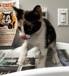 Shelter Stray Female Cat last seen Near BLOCK PACHEA TRL, HEMET CA 92544, San Jacinto, CA 92582