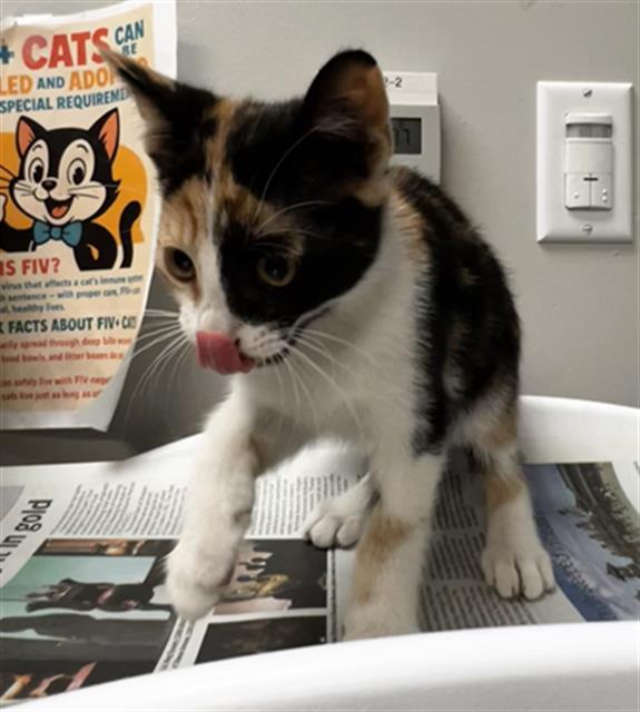 Shelter Stray Female Cat last seen Near BLOCK PACHEA TRL, HEMET CA 92544, San Jacinto, CA 92582