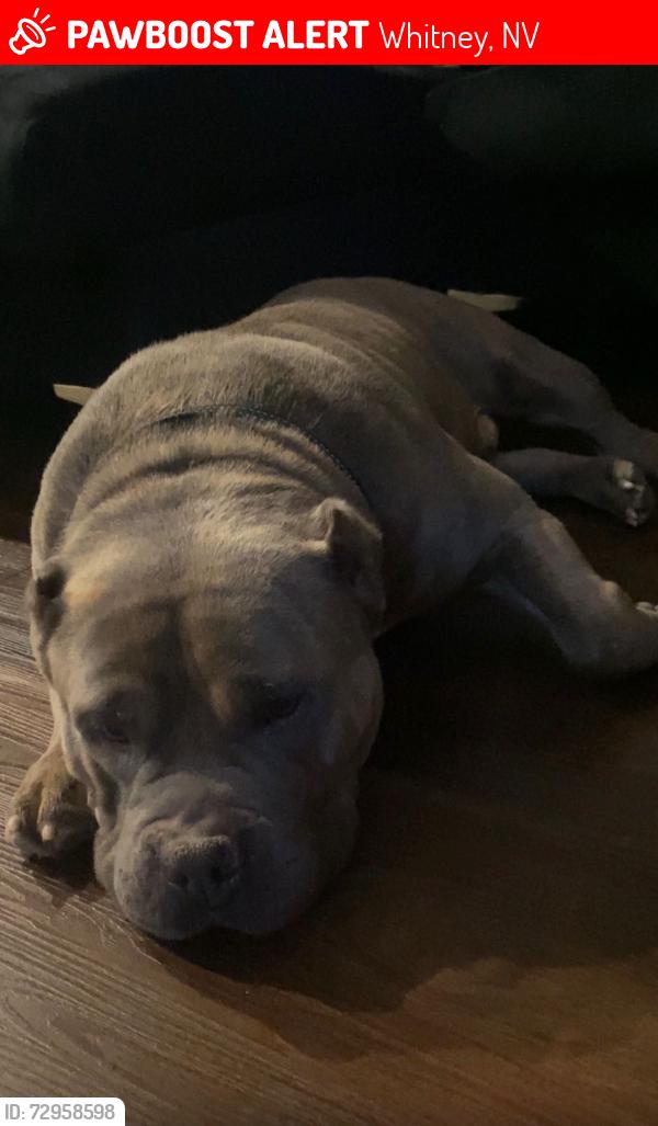 Lost Male Dog last seen Bombazine St, Whitney, NV 89122