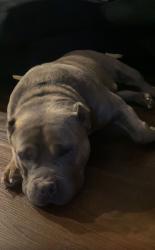 Lost Male Dog last seen Bombazine St, Whitney, NV 89122