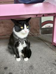 Found/Stray Unknown Cat last seen Crumbl cookie - w 74 st./Columbus Av, New York, NY 10023