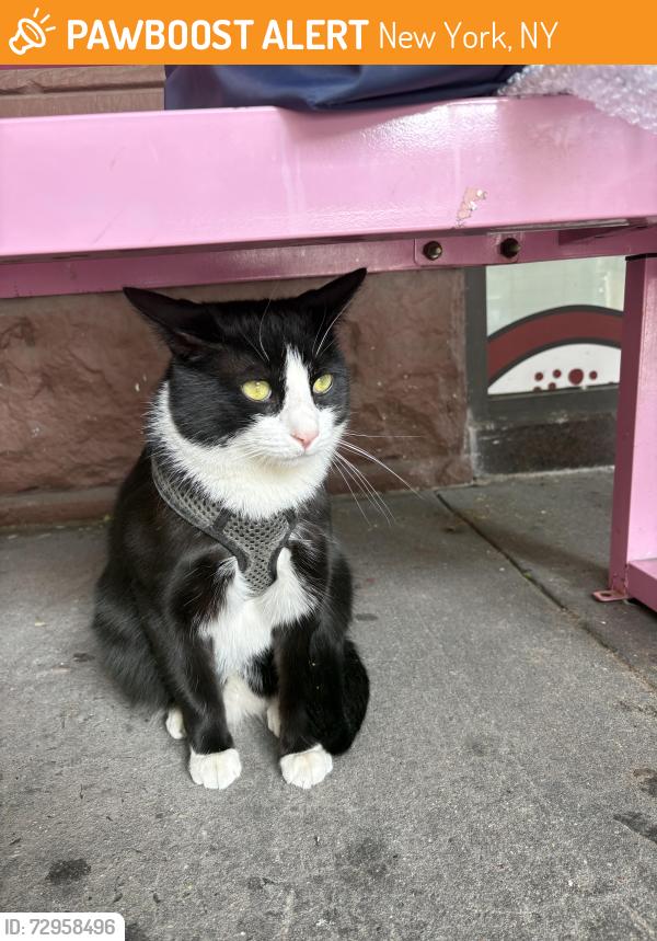 Found/Stray Unknown Cat last seen Crumbl cookie - w 74 st./Columbus Av, New York, NY 10023