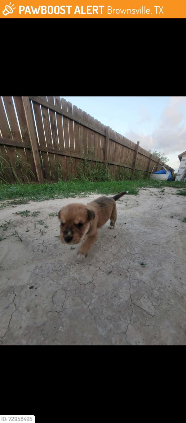 Found/Stray Male Dog last seen Pace high school, Brownsville, TX 78520