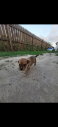 Found/Stray Male Dog last seen Pace high school, Brownsville, TX 78520