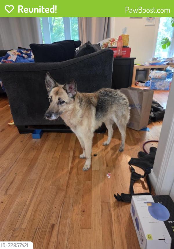 Reunited Female Dog last seen Near West Lake Ave, across in the swamp area, Guilford, CT 06437