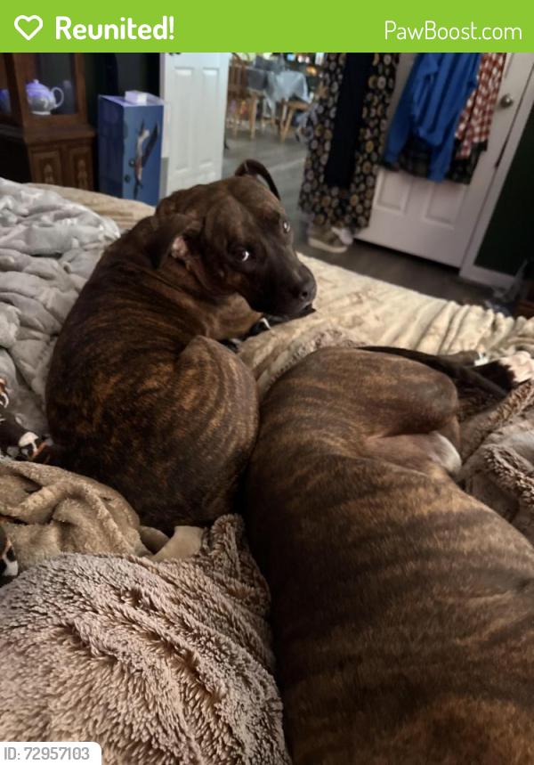 Reunited Male Dog last seen Grubbs rd , Forsyth County, NC 27051