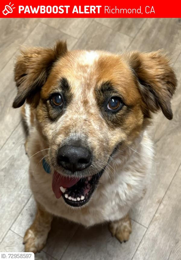 Lost Female Dog last seen 2nd and Maine, Bridge Storage, Richmond CA, Richmond, CA 94804
