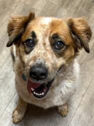 Lost Female Dog last seen 2nd and Maine, Bridge Storage, Richmond CA, Richmond, CA 94804