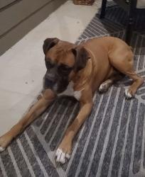 Lost Male Dog last seen Bowman Roberts, Fort Worth, TX 76179