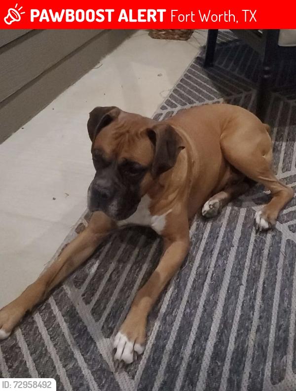 Lost Male Dog last seen Bowman Roberts, Fort Worth, TX 76179