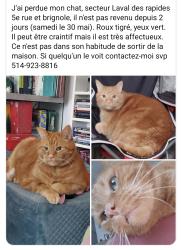 Lost Male Cat last seen Rue brignole, Laval, QC H7N 1Y9