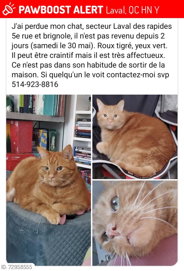 Lost Male Cat last seen Rue brignole, Laval, QC H7N 1Y9