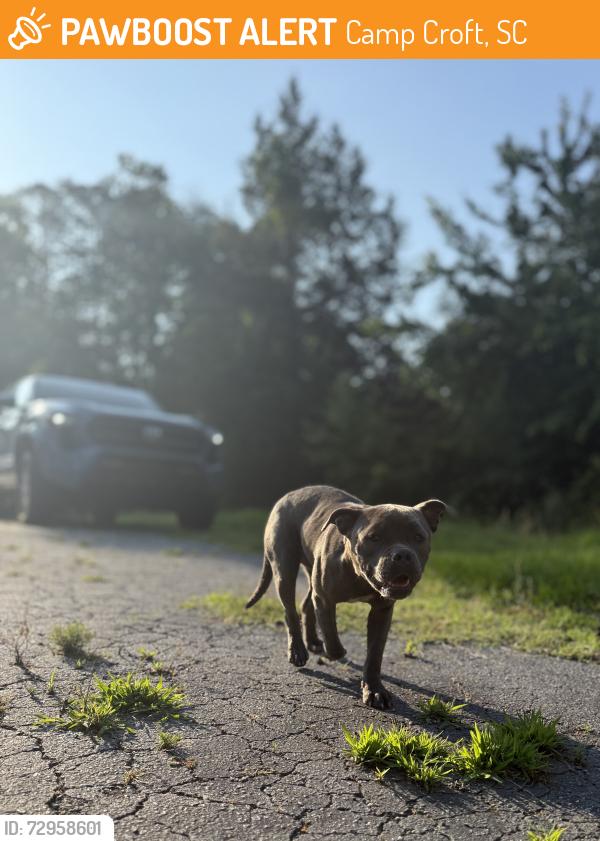 Found/Stray Female Dog last seen Camp Croft , Camp Croft, SC 29302