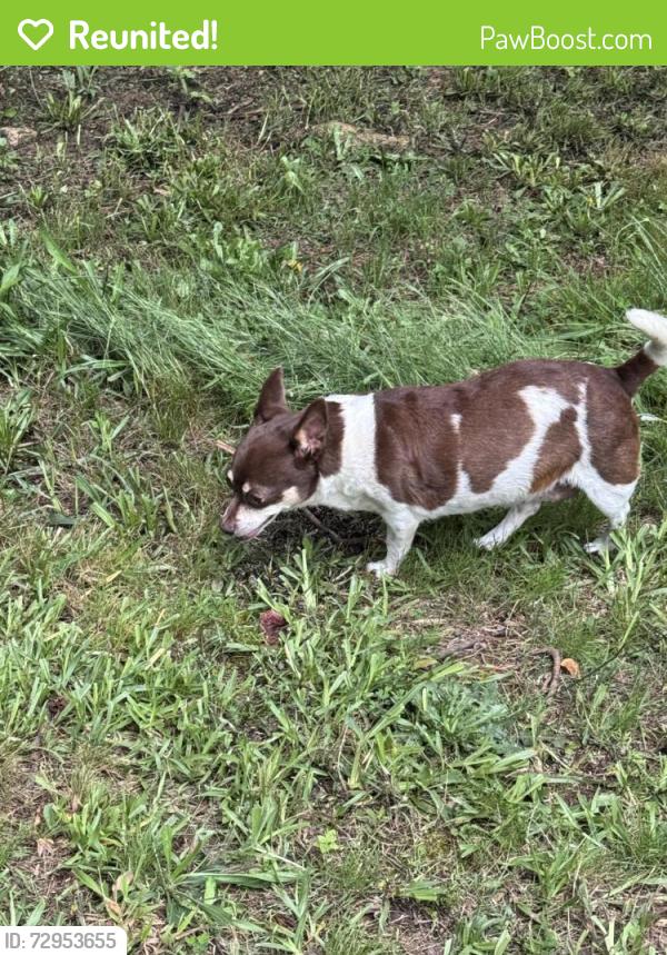 Reunited Female Dog last seen Wesley mill dr cup de sac , Bartow County, GA 30103
