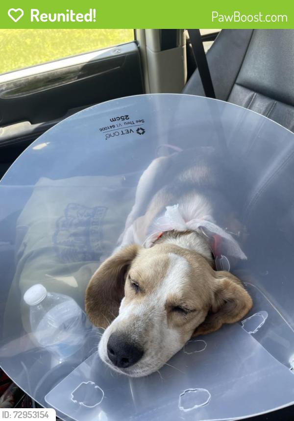Reunited Male Dog last seen Near Irvines garage, Wrightsville, Bull Hill Road, Pittsfield, PA 16340
