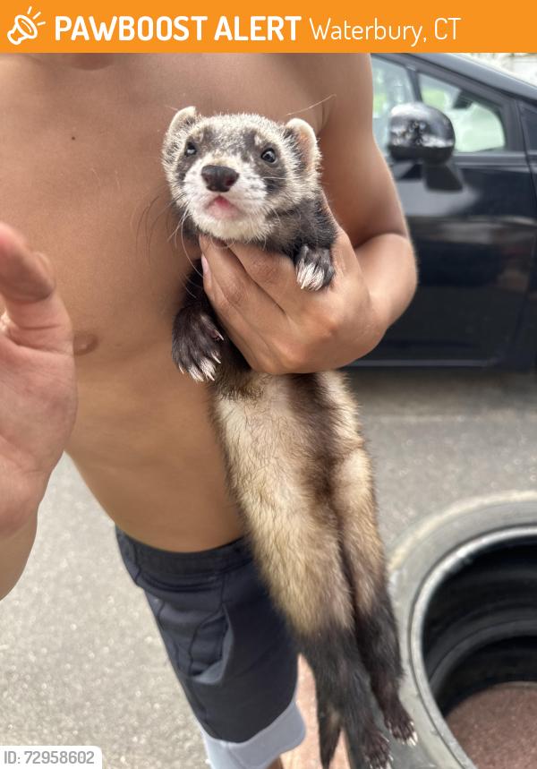 Found/Stray Unknown Ferret last seen Off frost road on Greenleaf Ave , Waterbury, CT 06705